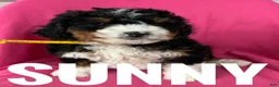 Mini Bernedoodle dogs for sale: SUNNY - Ad 5