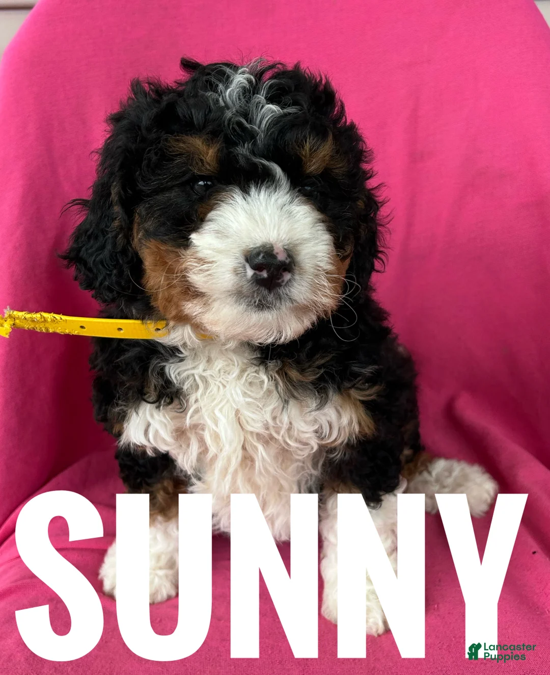 Mini Bernedoodle dogs for sale: SUNNY - Ad 5