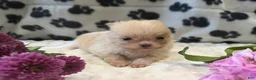 Pomeranian dogs for sale: Kenny - Ad 28