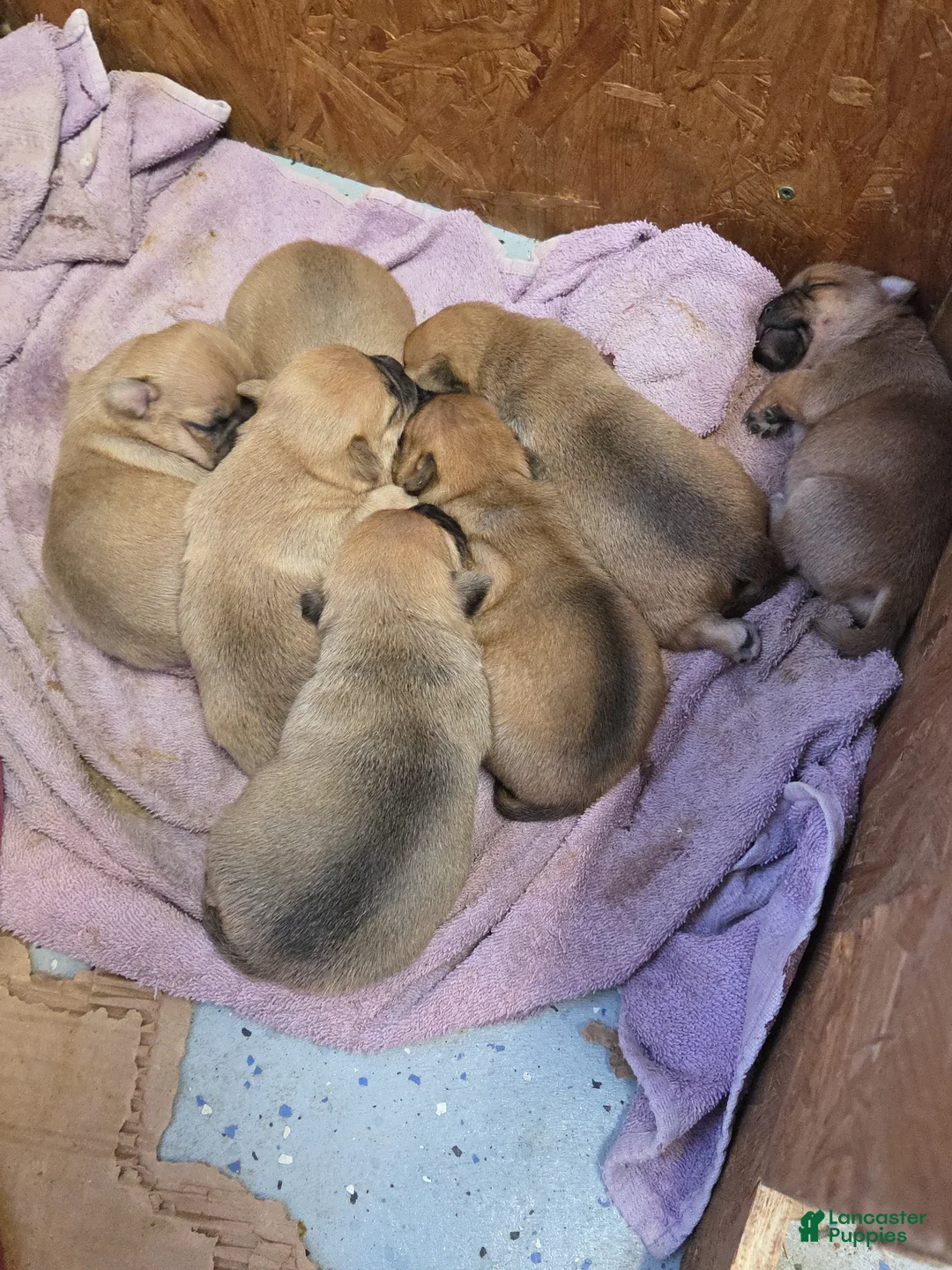 Jug dogs for sale: Jug Puppy 1 - Ad 3