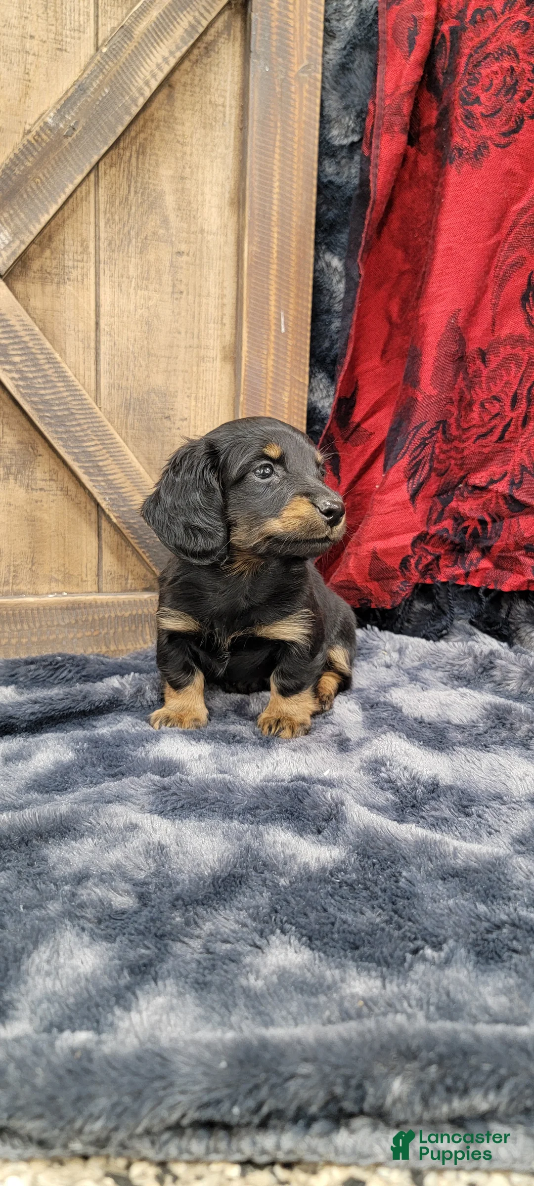 Dachshund dogs for sale: Gritty - Ad 3