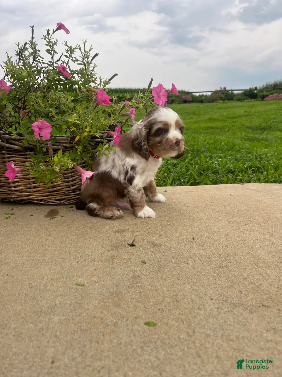 Cocker Spaniel dogs for sale: Happy❤️AKC Registered🐾Call or text - Ad 2