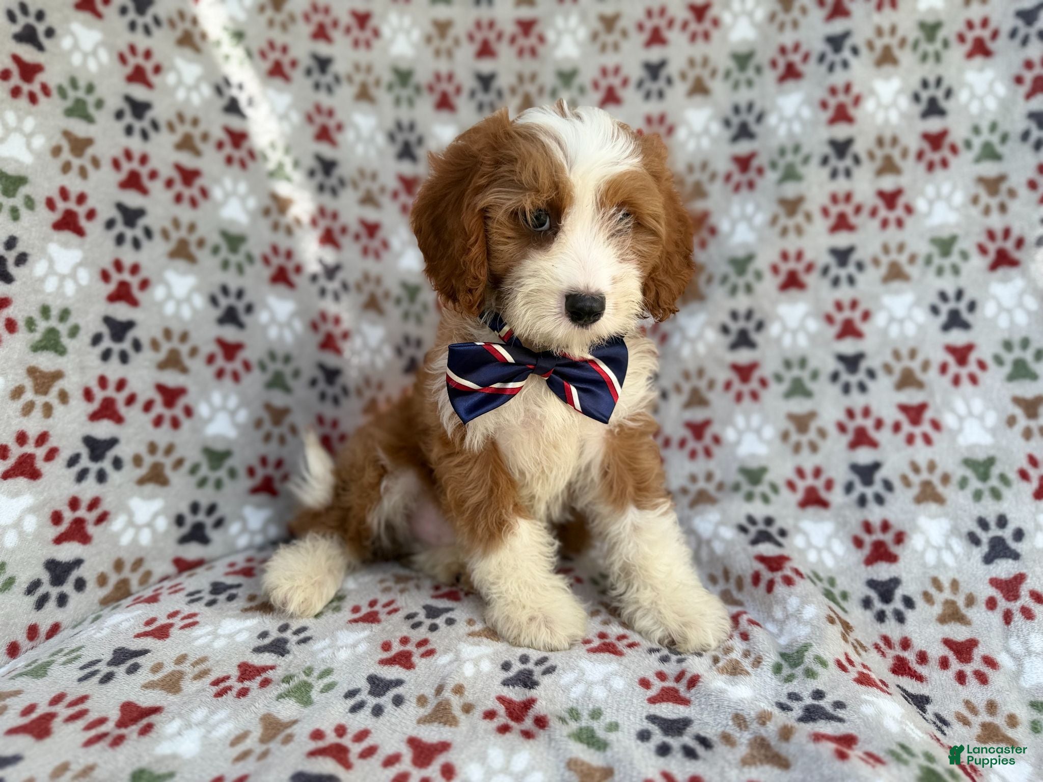 Cavapoo dogs Cash - Ad 2