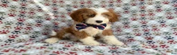 Cavapoo dogs for sale: Cash - Ad 2