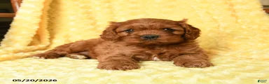 Snoopy