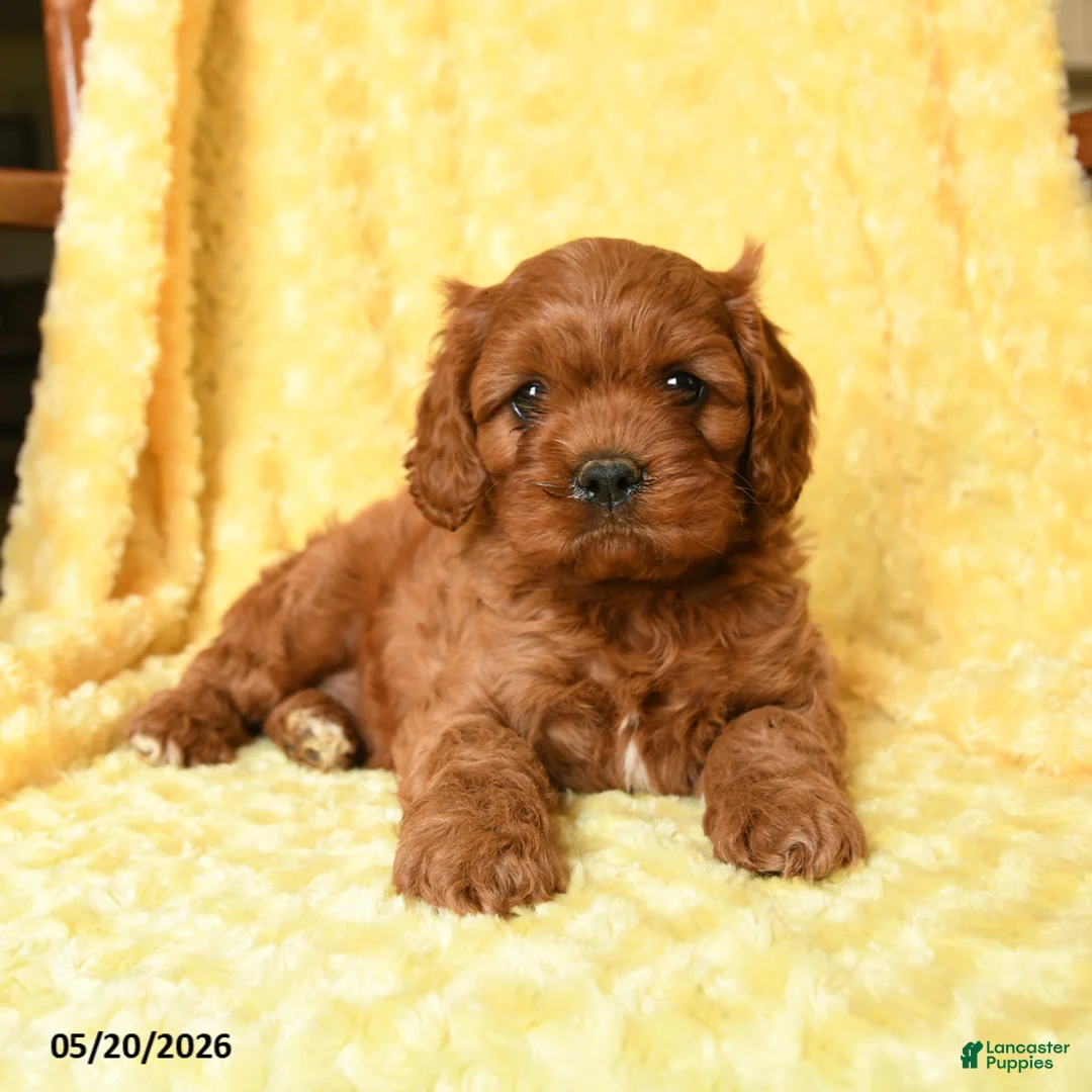 Cavapoo dogs for sale: Snoopy - Ad 1