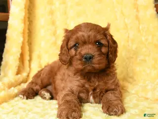 Cavapoo dogs for sale: Snoopy - Ad 2