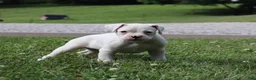 Boxer dogs for sale: Patrick - Ad 11