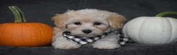 Maltipoo dogs for sale: Mia - Ad 7