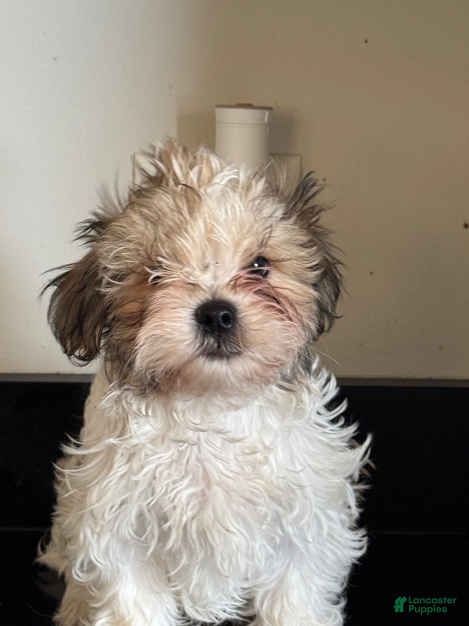Mixed Breed dogs Spike  - Ad 1