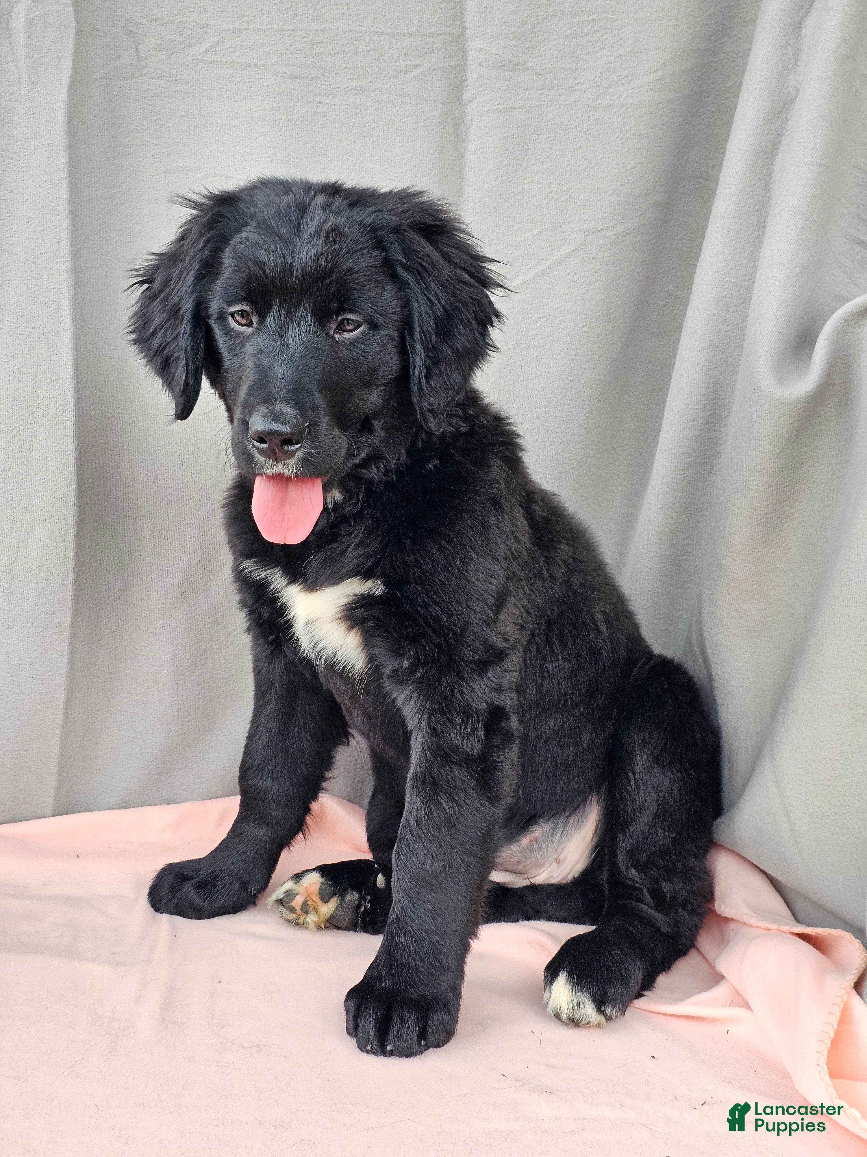 Mixed Breed dogs Misty - Ad 1