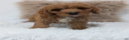 Cavapoo dogs for sale: Toby - Ad 2