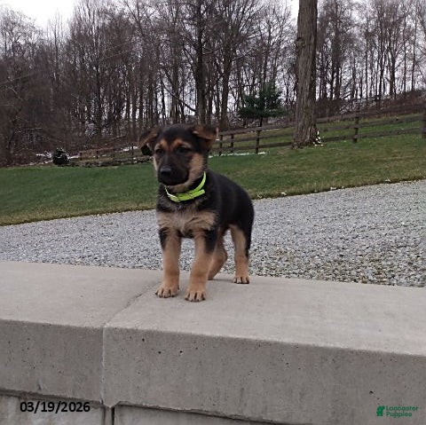 German Shepherd dogs Sandy - Ad 2