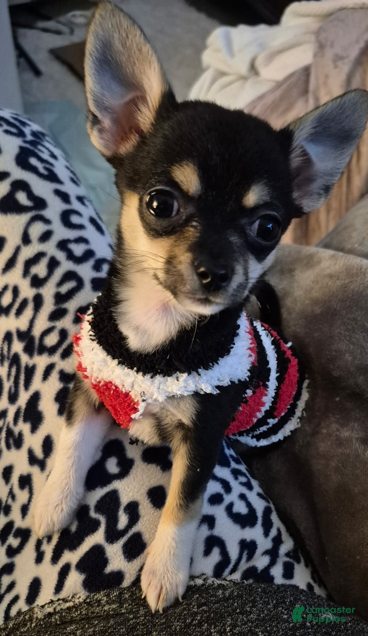 Chihuahua dogs Negrita Teacup  - Ad 1