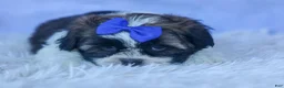 Shih Tzu dogs for sale: SAMSON - Ad 12