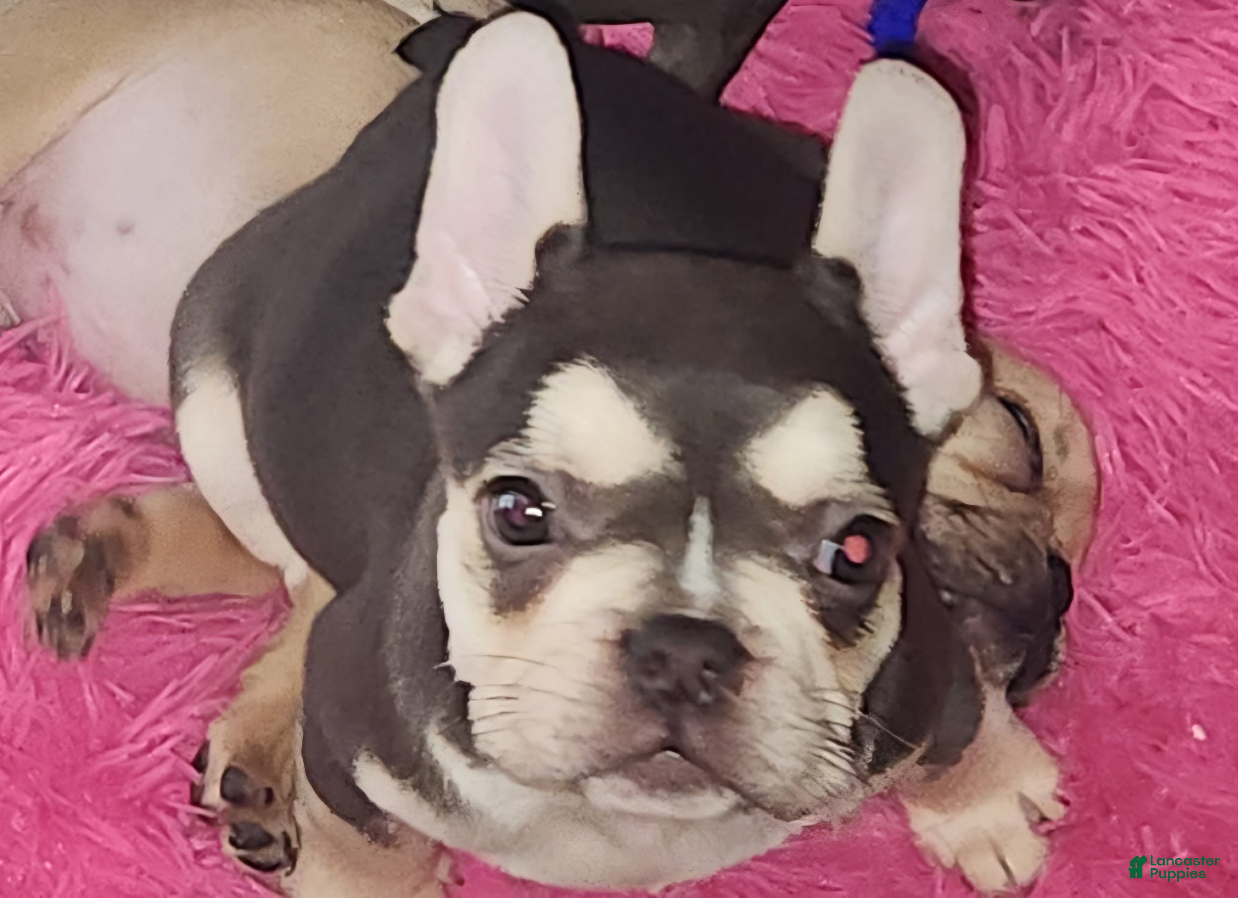 French Bulldog dogs French Bulldog 2 - Ad 1