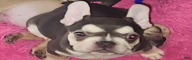 French Bulldog 2