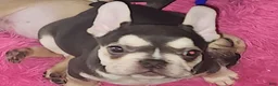 French Bulldog dogs for sale: French Bulldog 2 - Ad 1