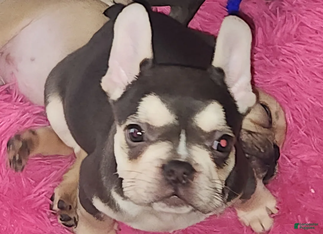 French Bulldog dogs for sale: French Bulldog 2 - Ad 1