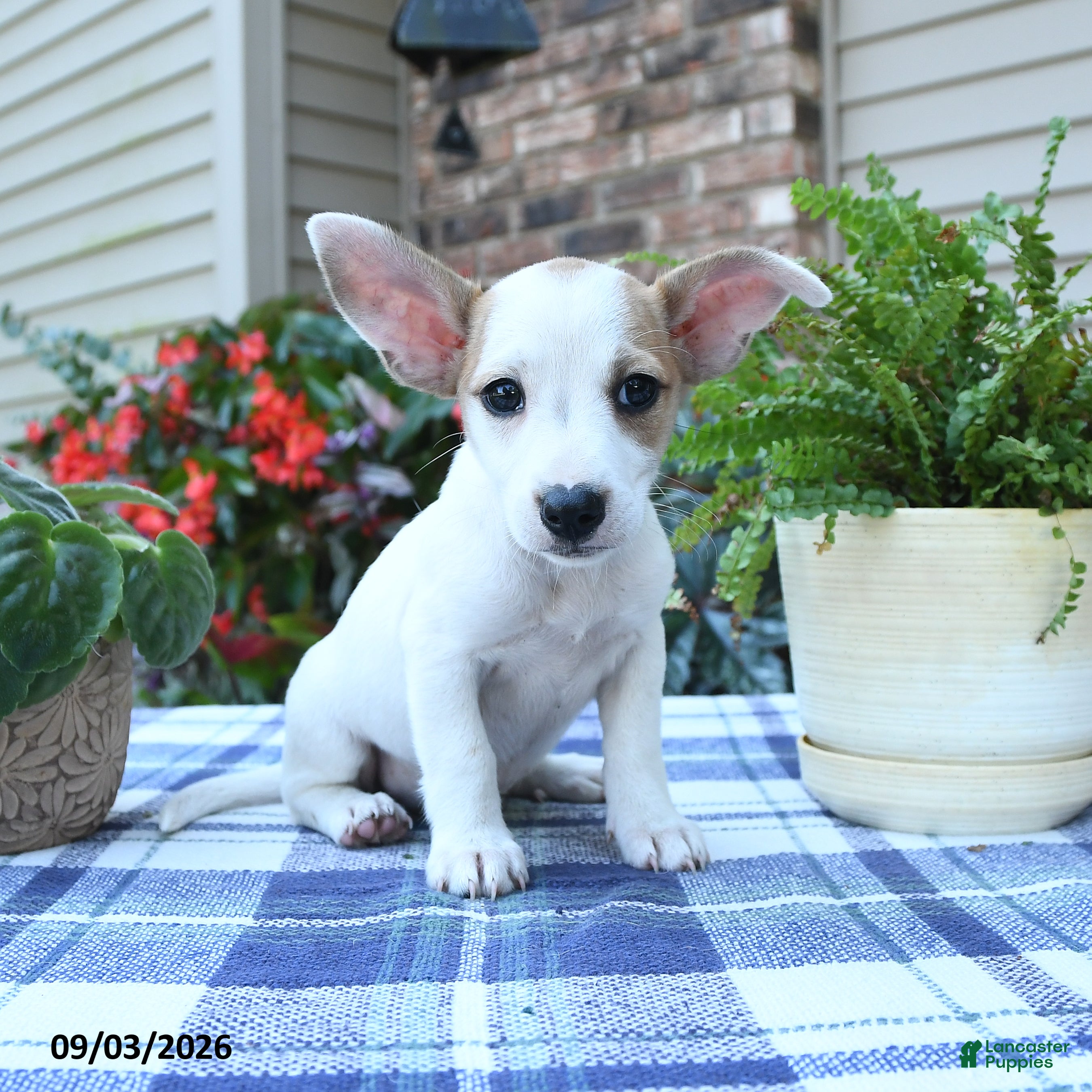 Jack Russell Terrier dogs Pansy - Ad 2