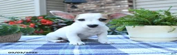 Jack Russell Terrier dogs for sale: Pansy - Ad 2