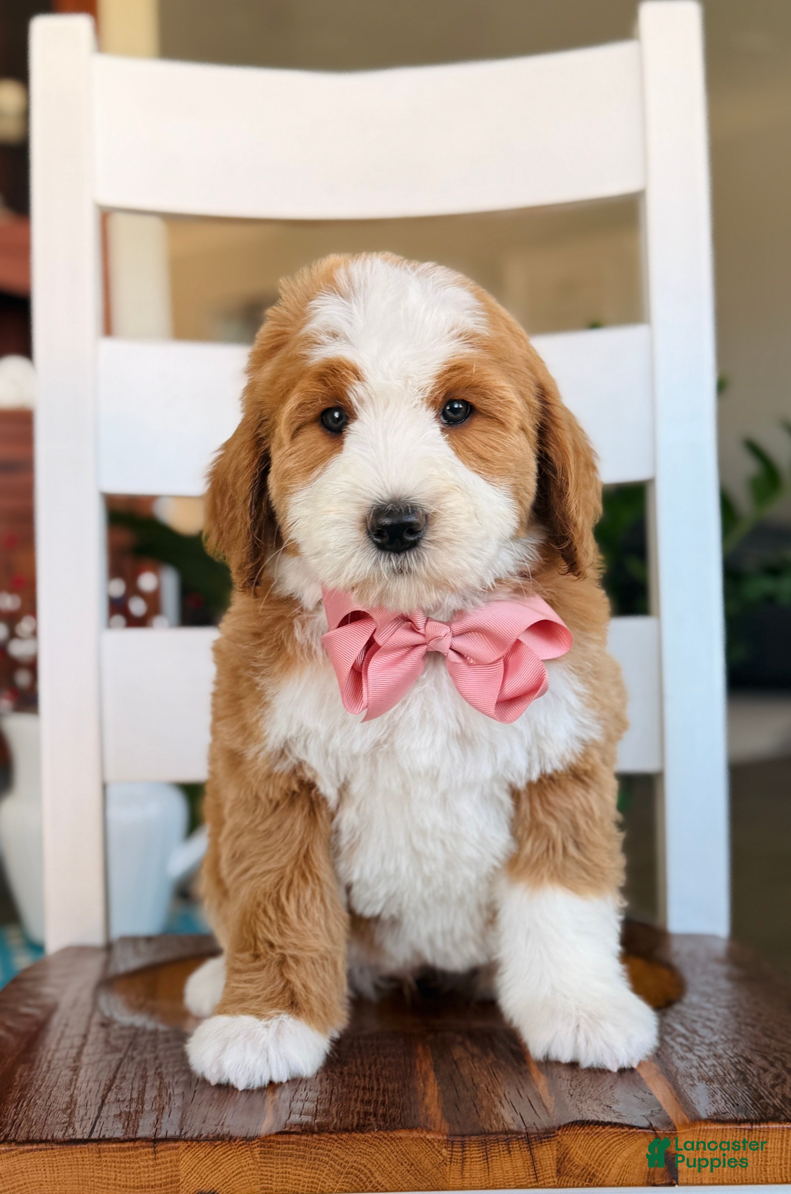 Bernedoodle dogs Maddie - Ad 1
