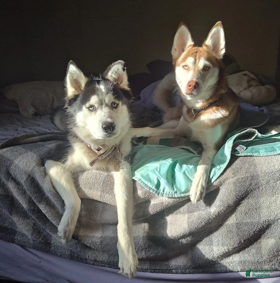 Mixed Breed dogs for sale: Mr. Green - Ad 2