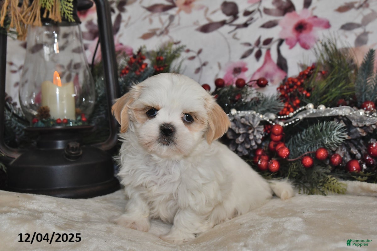Shih Tzu dogs Tim - Ad 7