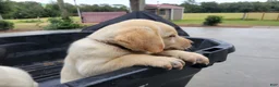Labrador Retriever dogs for sale: Labrador Retriever 3 - Ad 2