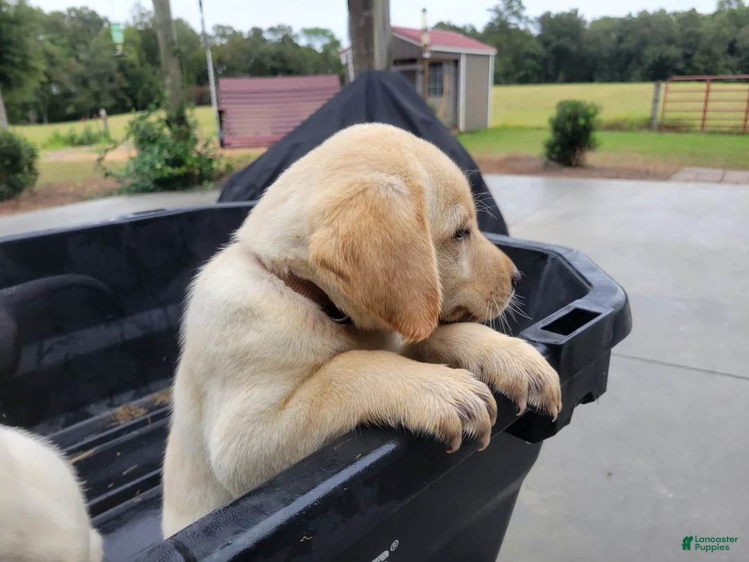 Labrador Retriever dogs for sale: Labrador Retriever 3 - Ad 2
