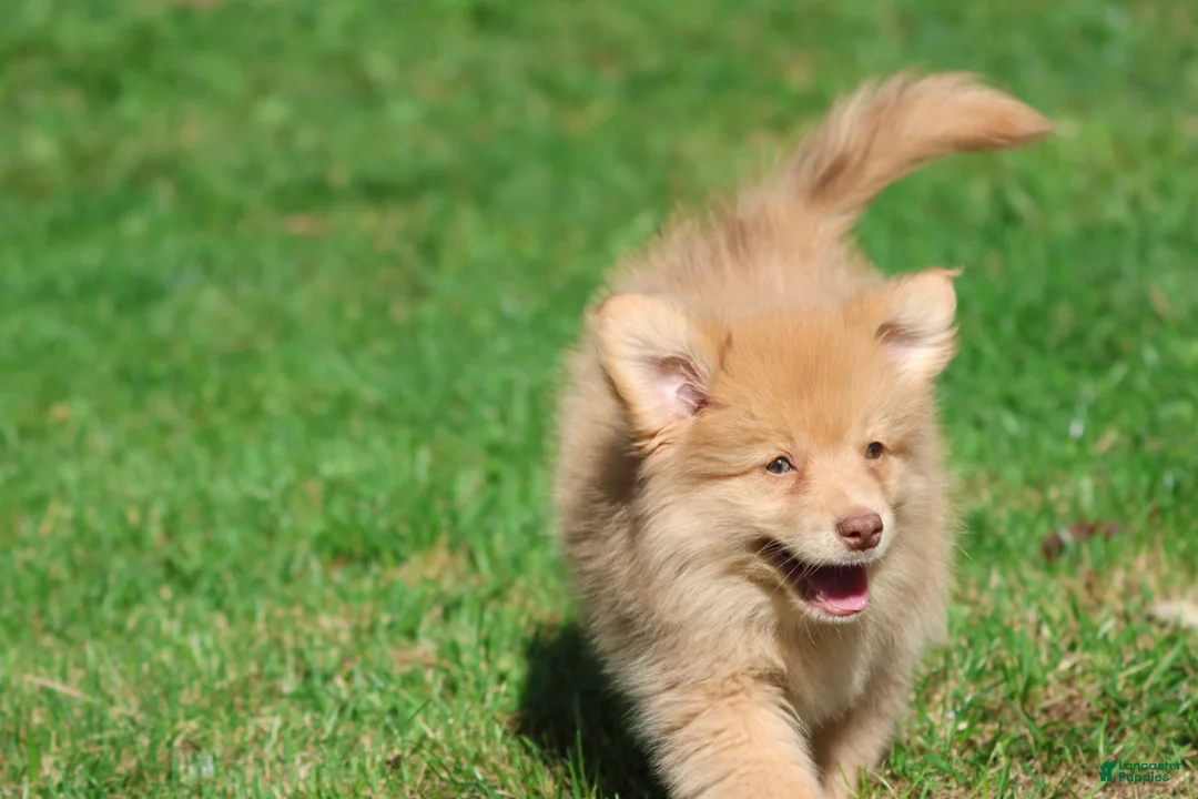 Mixed Breed dogs for sale: Bounce - Ad 2