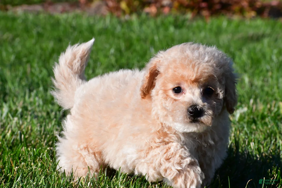 Bichpoo dogs for sale: clint - Ad 2