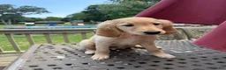 Goldendoodle dogs for sale: Ruth - Ad 3