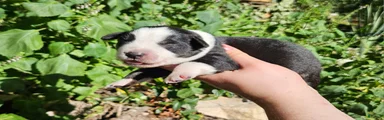 Australian Shepherd 12