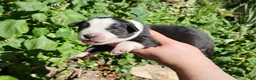 Australian Shepherd dogs for sale: Australian Shepherd 12 - Ad 1