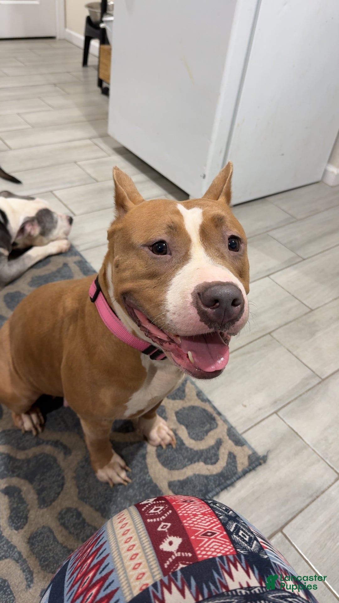 American Bully dogs for sale: American Bully Puppy 4 - Ad 3