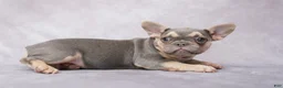 French Bulldog dogs for sale: Brianna - Ad 3