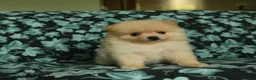Pomeranian dogs for sale: Daffy - Ad 1