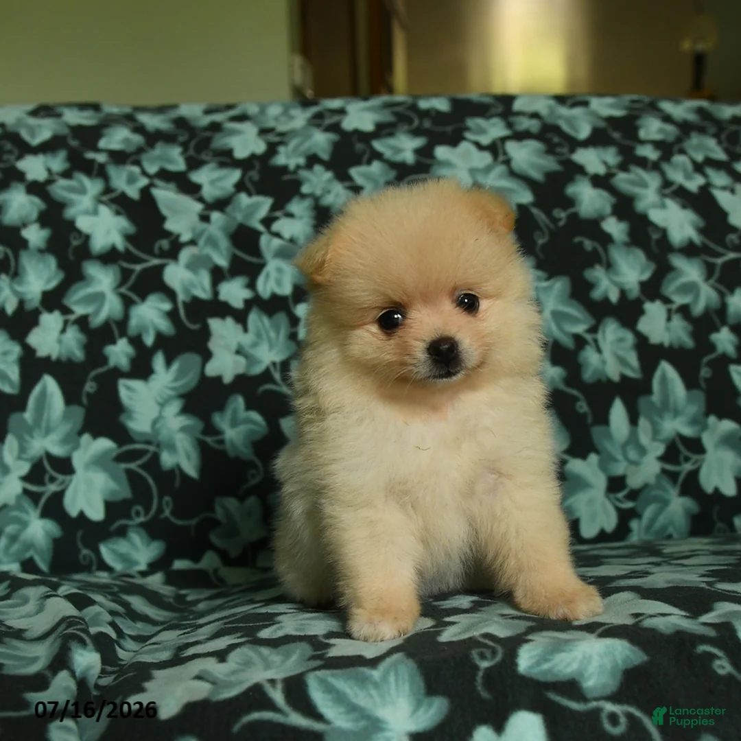 Pomeranian dogs for sale: Daffy - Ad 1