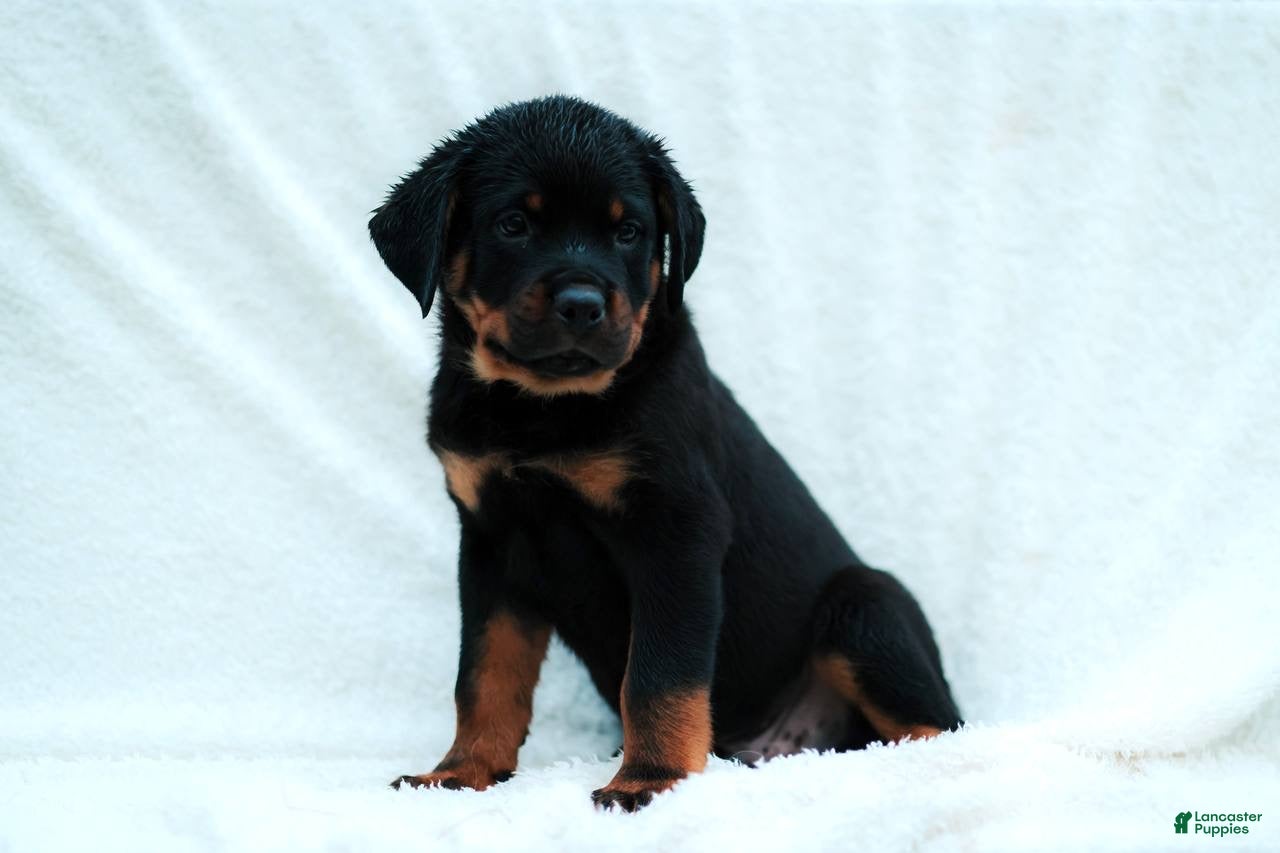 Rottweiler dogs Rottweiler 5 - Ad 2