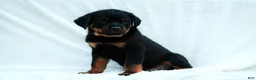 Rottweiler dogs for sale: Rottweiler 5 - Ad 2