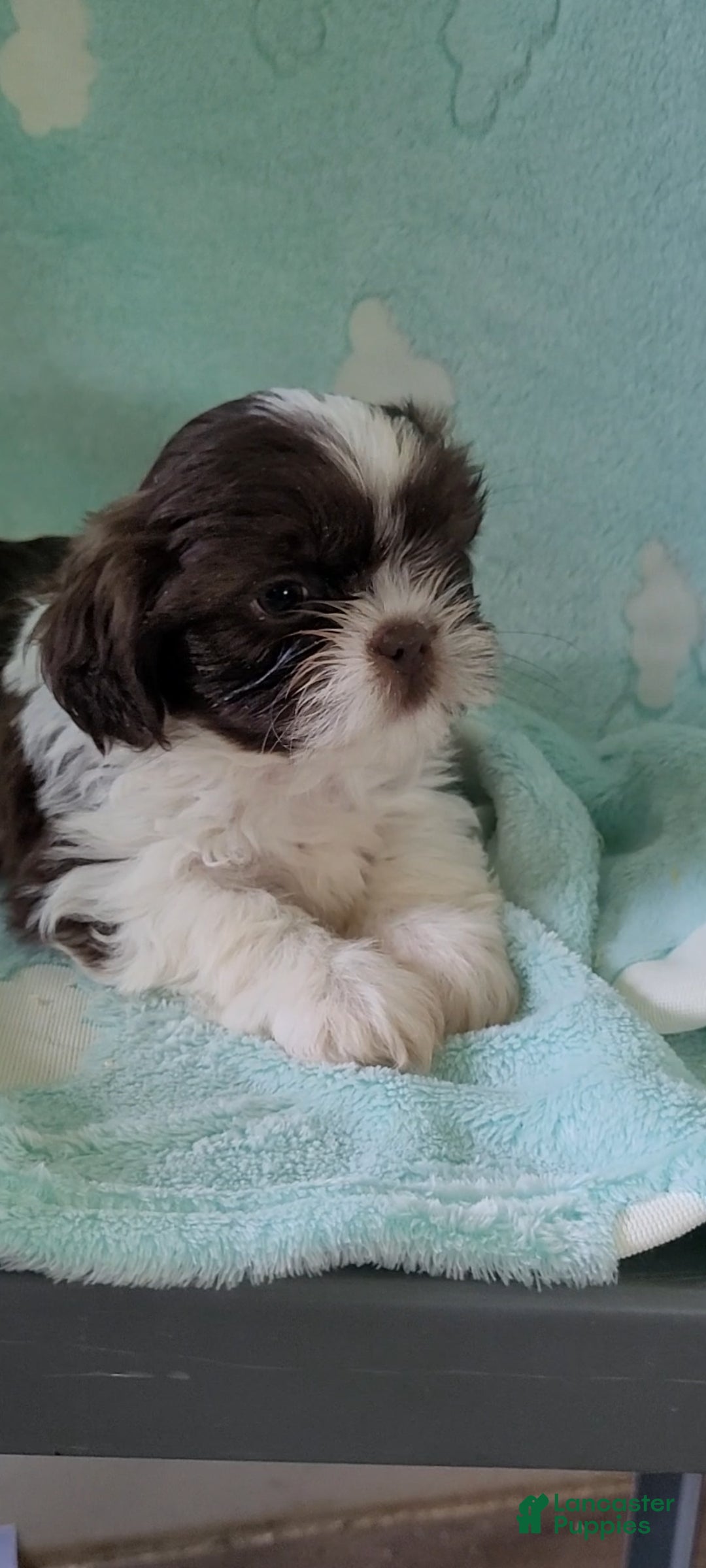Shih Tzu dogs Peanut AKC - Ad 1
