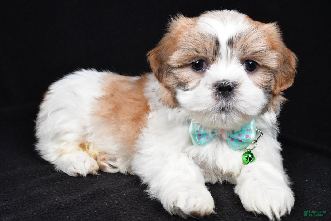 Shih Tzu dogs for sale: Hal - Ad 2