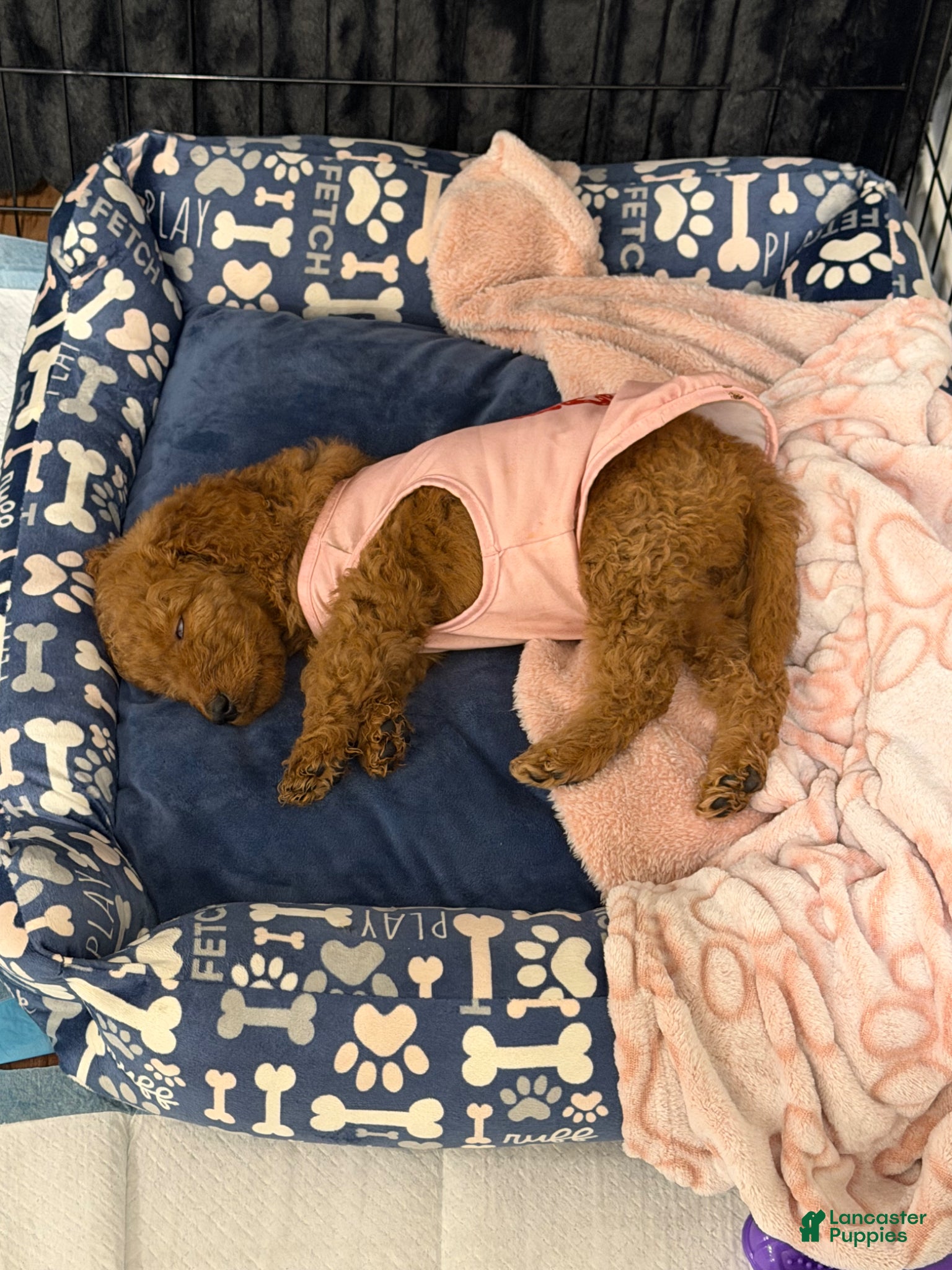 Goldendoodle dogs for sale: Goldendoodle Puppy 2 - Ad 8
