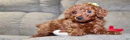 Miniature Poodle dogs for sale: Champ - Ad 20