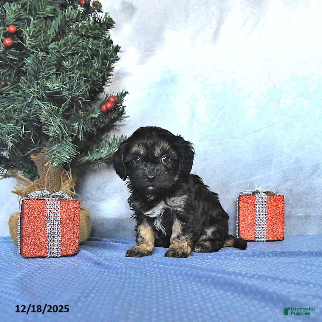 Cavapoo dogs for sale: Mandi - Ad 1