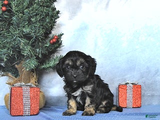 Cavapoo dogs Mandi - Ad 39