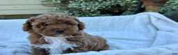 Toy Poodle dogs for sale: Gabi - Ad 6