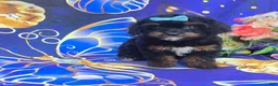 Cavapoo dogs for sale: Eclair - Ad 3