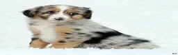 Australian Shepherd dogs for sale: Sophie - Ad 3